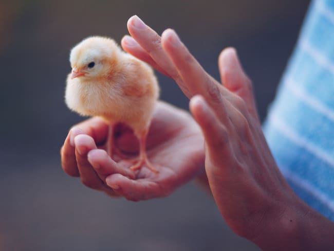 ¡Salvan a los pollitos! Francia prohibirá triturar aves recién nacidas