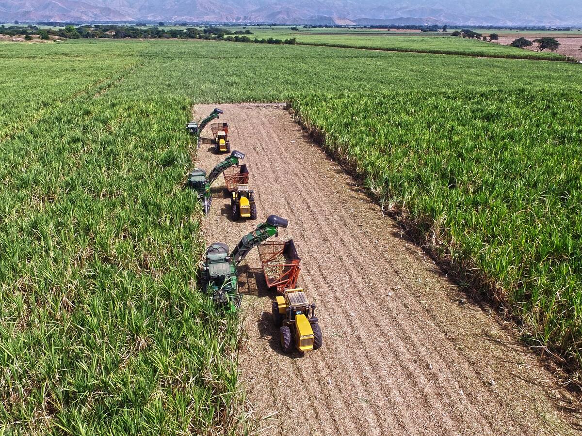 Asocaña exigió al Gobierno garantías de seguridad para los trabajadores del campo