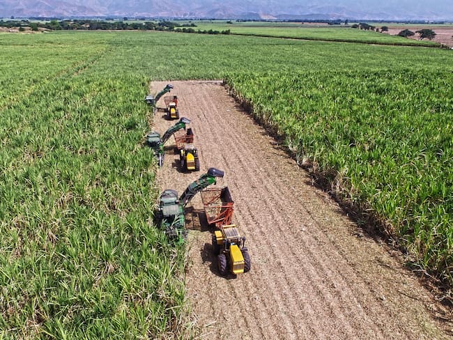 Asocaña exigió al Gobierno garantías de seguridad para los trabajadores del campo
