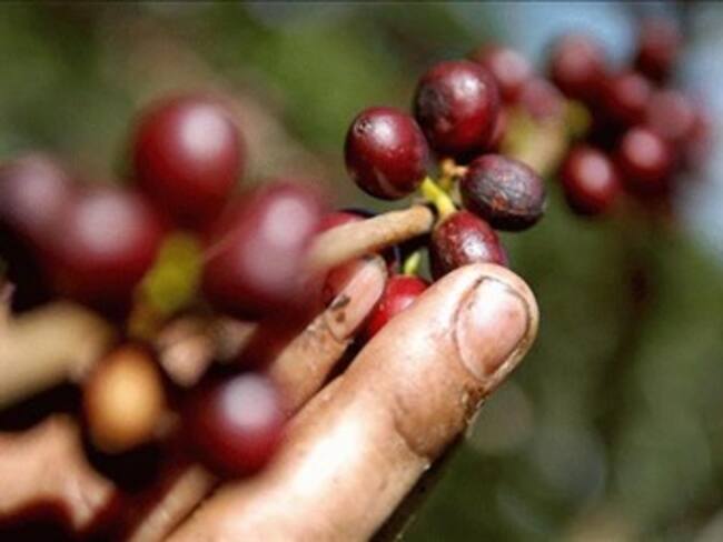 Producción cafetera en febrero ascendió a 764 mil sacos