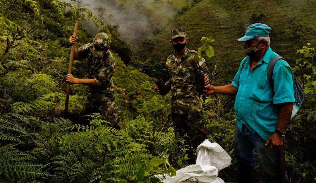 Siembra de árboles en Caldas