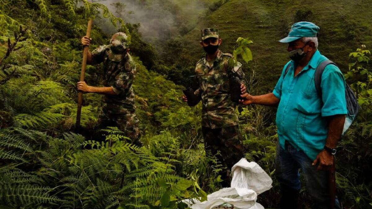 Integrantes del Ejército siembran más de 10.000 árboles en Caldas