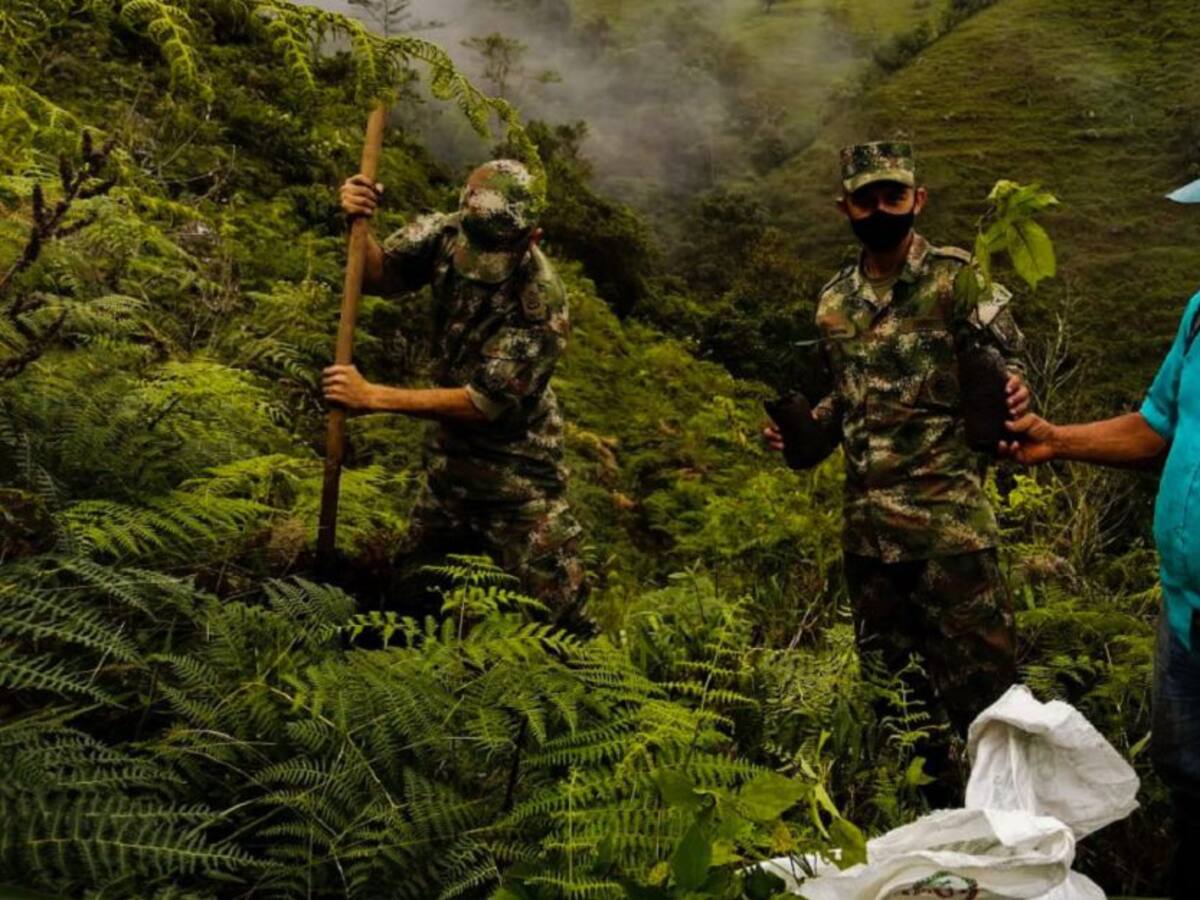 Integrantes del Ejército siembran más de 10.000 árboles en Caldas