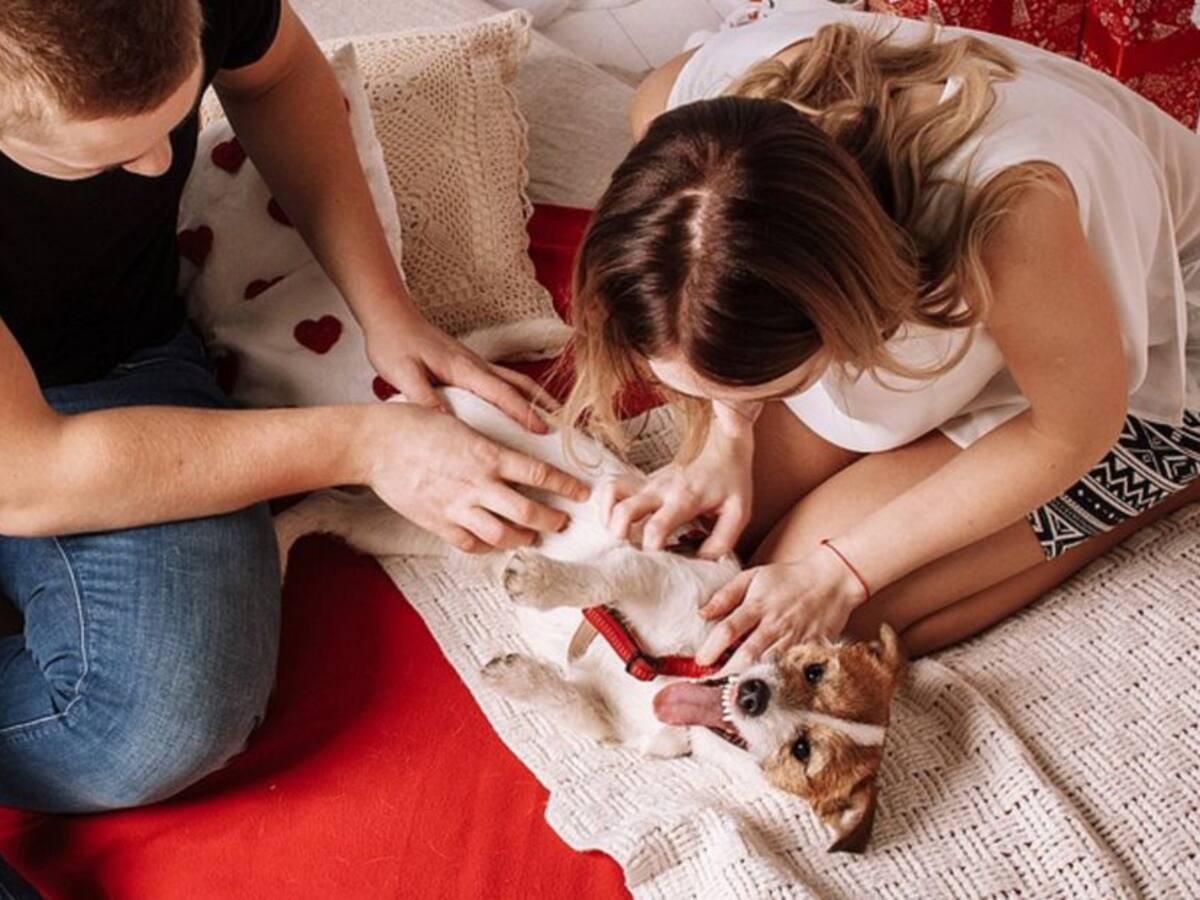 Conoce los ganadores de 1 noche con tu mascota en NH Group