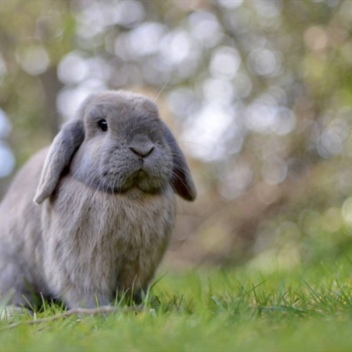 Colombia reglamenta prohibición de pruebas en animales para cosméticos: este es el nuevo requisito