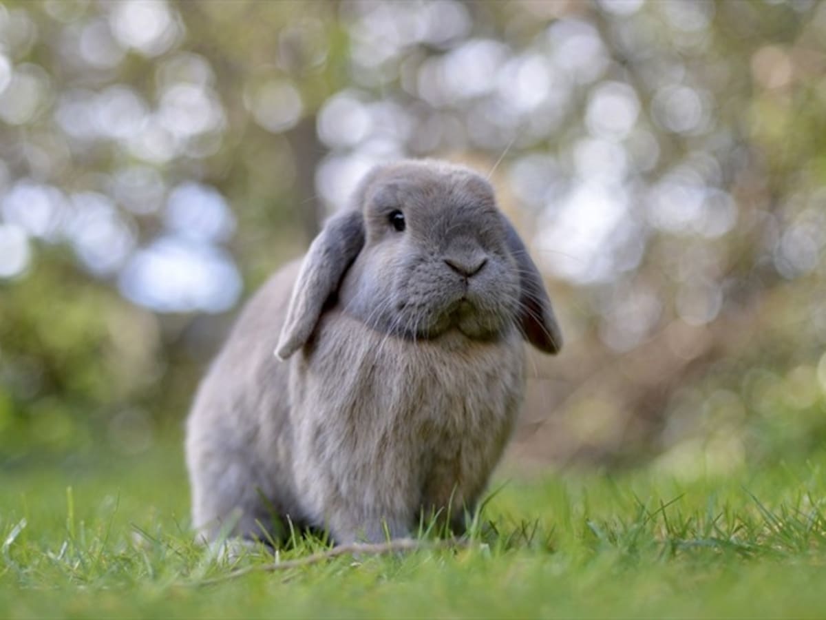Colombia reglamenta prohibición de pruebas en animales para cosméticos: este es el nuevo requisito