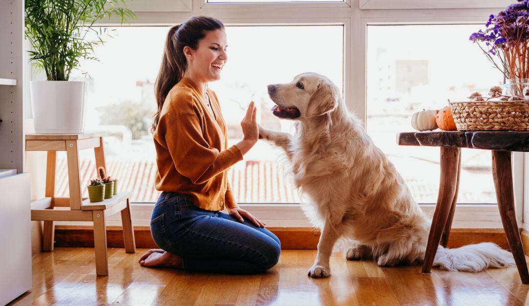 Proyecto de ley promueve crear la cédula para animales de compañía