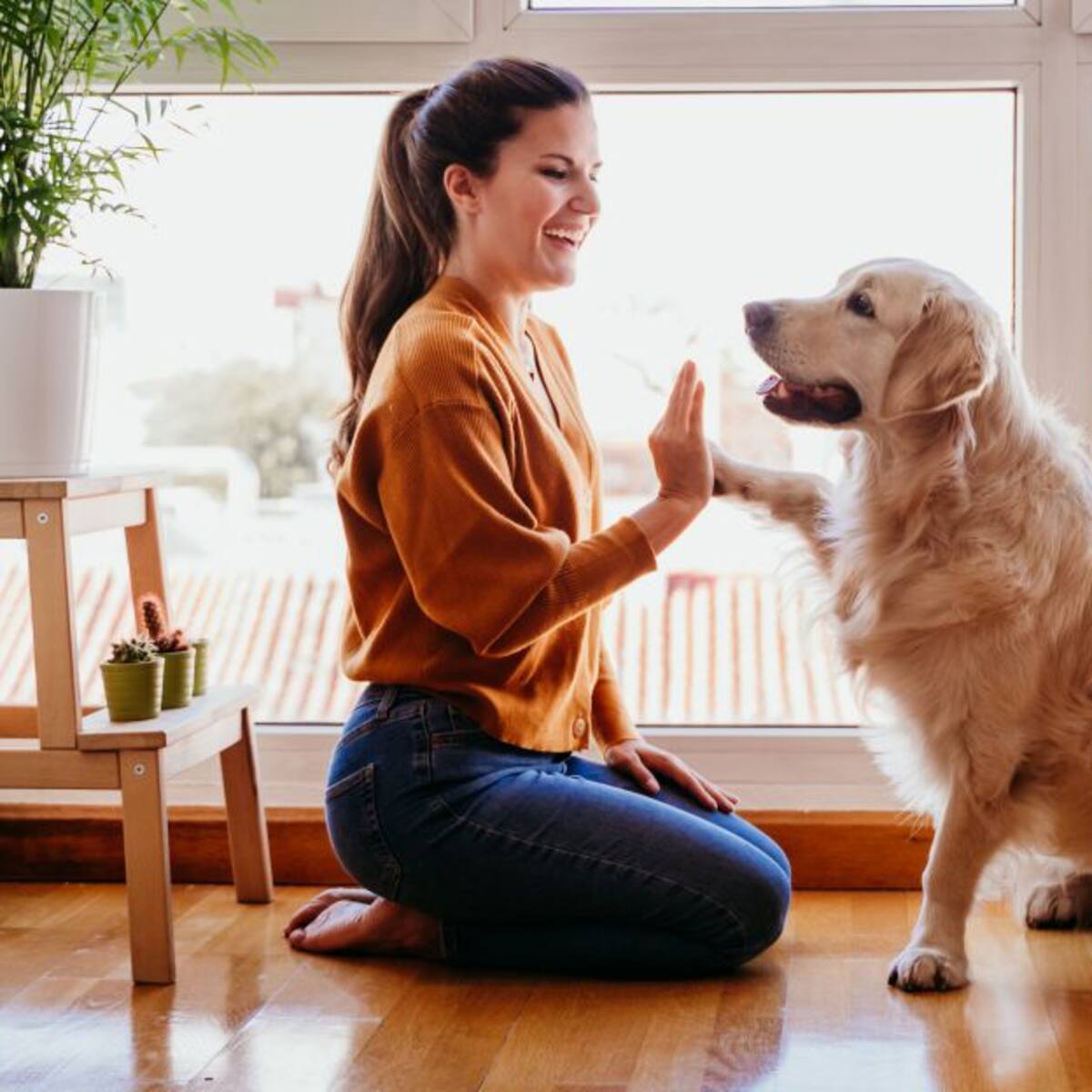 Corte estudia si animales de compañía son seres sintientes