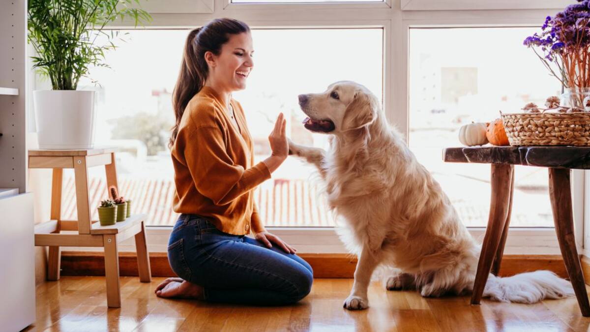 Corte Constitucional estudiará retos jurídicos sobre los animales de compañía