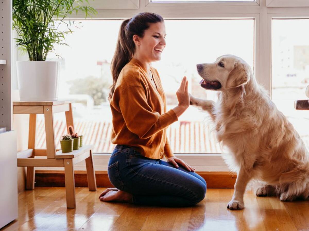 Corte Constitucional estudiará retos jurídicos sobre los animales de compañía