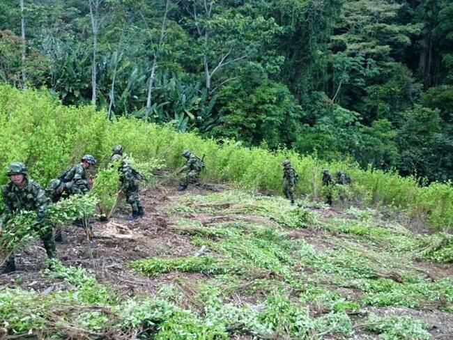 Ejército reinició la erradicación forzada en el bajo Cauca