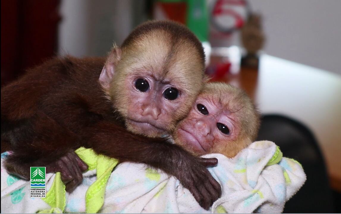 dos monos cariblancos fueron  recuperados en un retén de la Policía en Pereira - Carder.