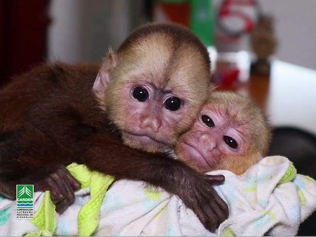 dos monos cariblancos fueron  recuperados en un retén de la Policía en Pereira - Carder.