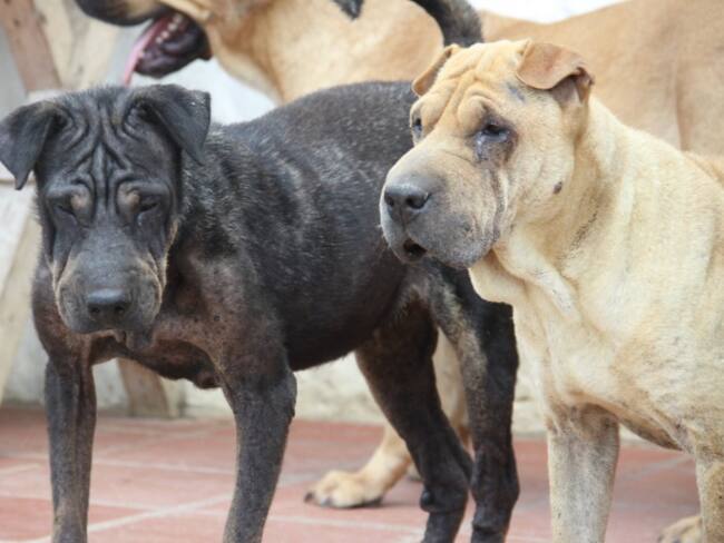 Investigan muerte masiva de perros en un colegio en el Huila