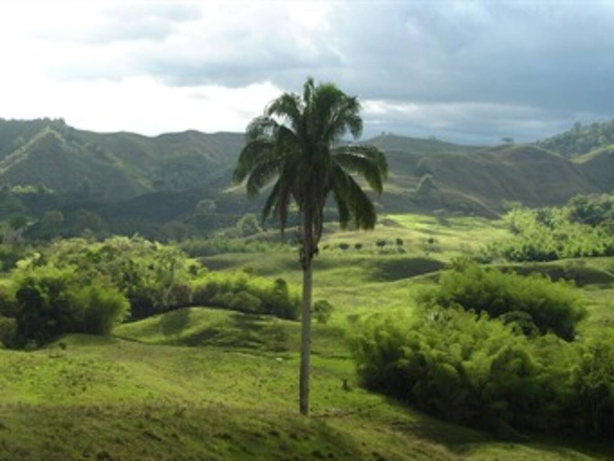 Con actos culturales se conmemoran los 28 años de la Palma de Cera como árbol nacional