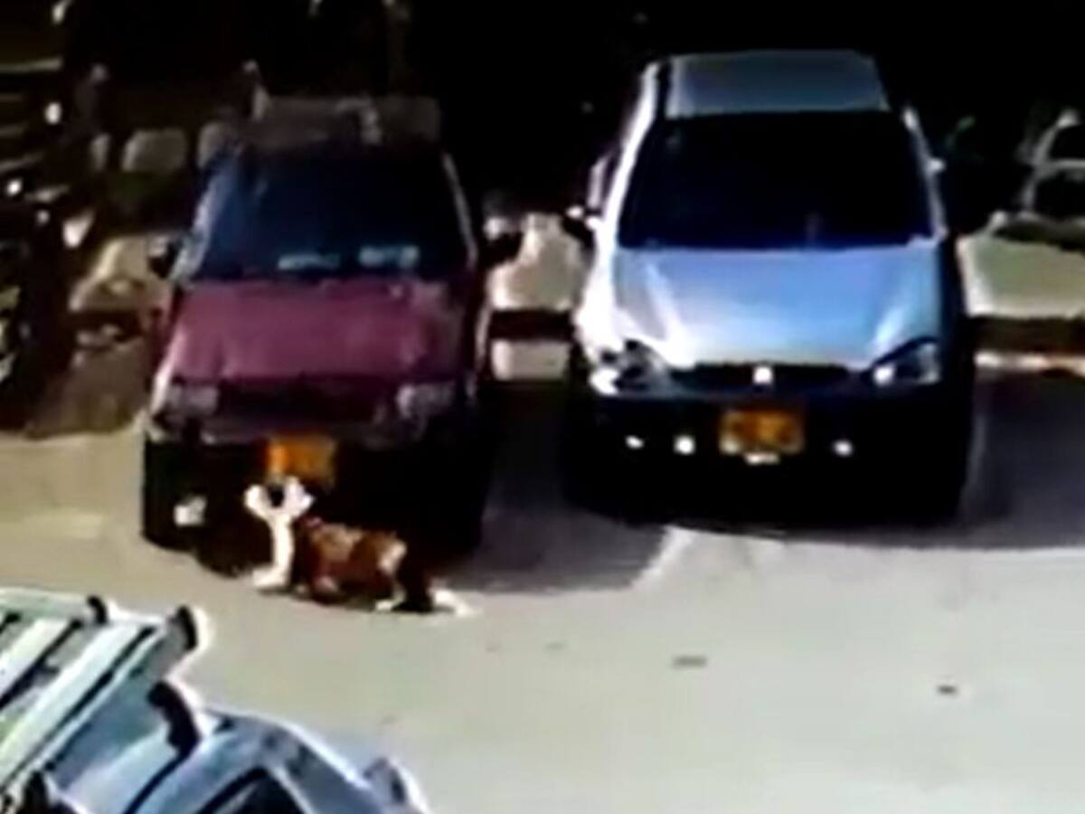 Indignación por nuevo caso de maltrato animal en Medellín