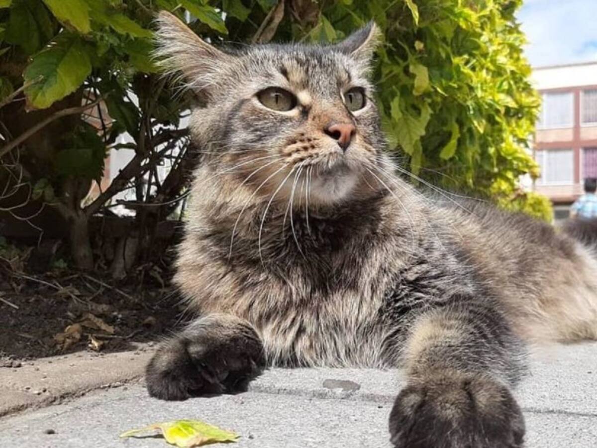Caninos entrenados pueden ser un apoyo para que niños mejoren su lectura