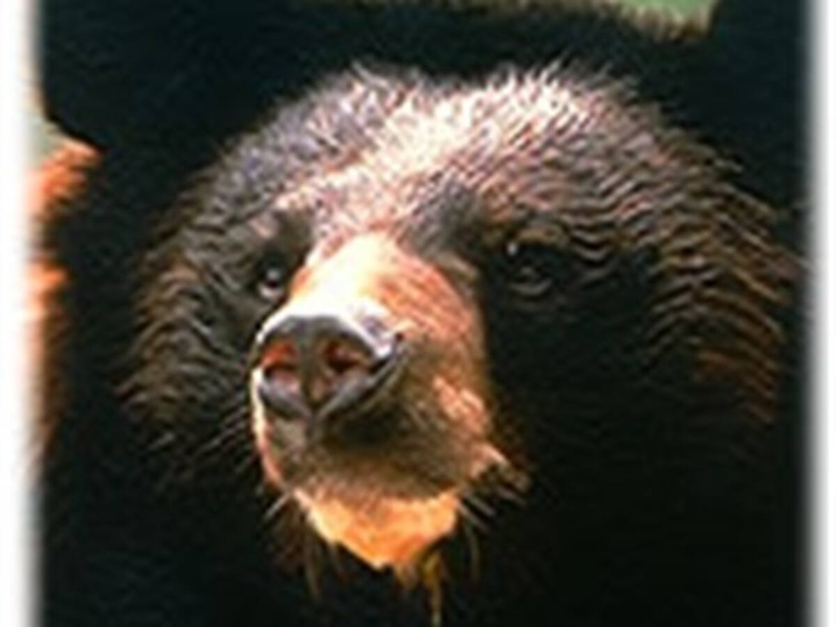 Denuncian la caza furtiva y el comercio ilegal de bilis de oso en Asia