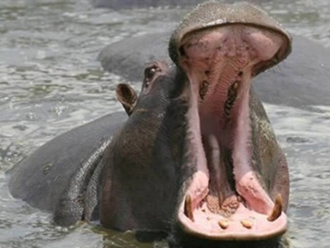Le ponen calza a diente de un hipopótamo en Medellín