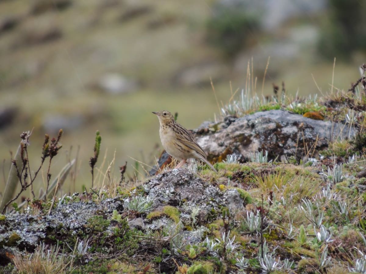 La cachirla andina o bisbita paramuna (Anthus bogotensis) habita en páramos como el Almorzadero en los santanderes. Foto: Fernando Castro (Parque Jaime Duque).