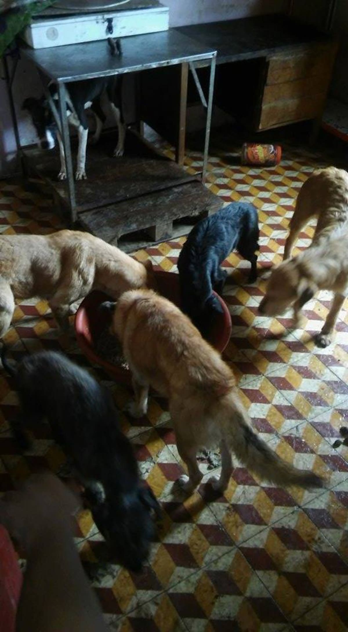 En redes sociales se pide sanciones ejemplares para los responsables del refugio. 