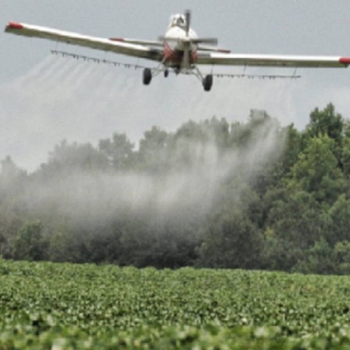 Diputados rechazan propuesta de fumigación de cultivos ilícitos