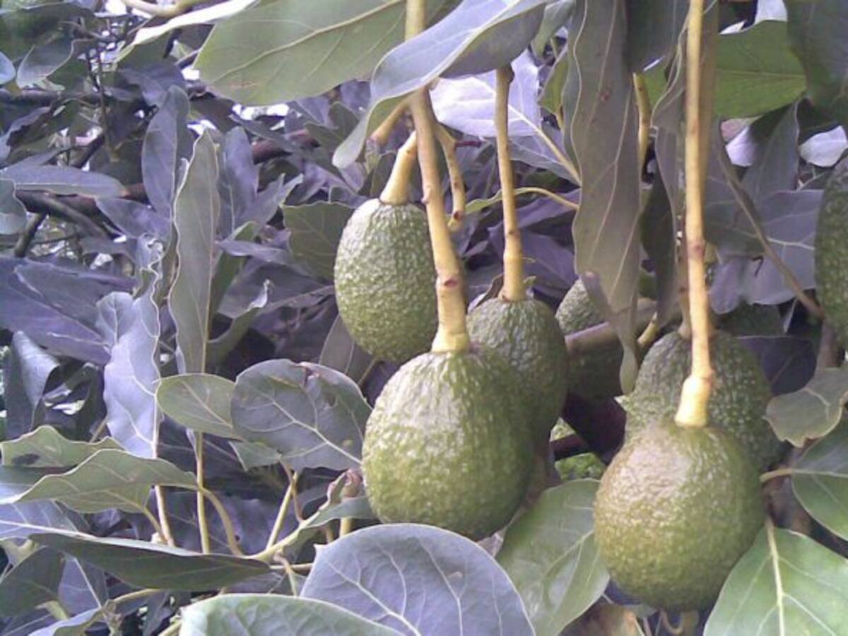El aguacate hass gana terreno en Caldas