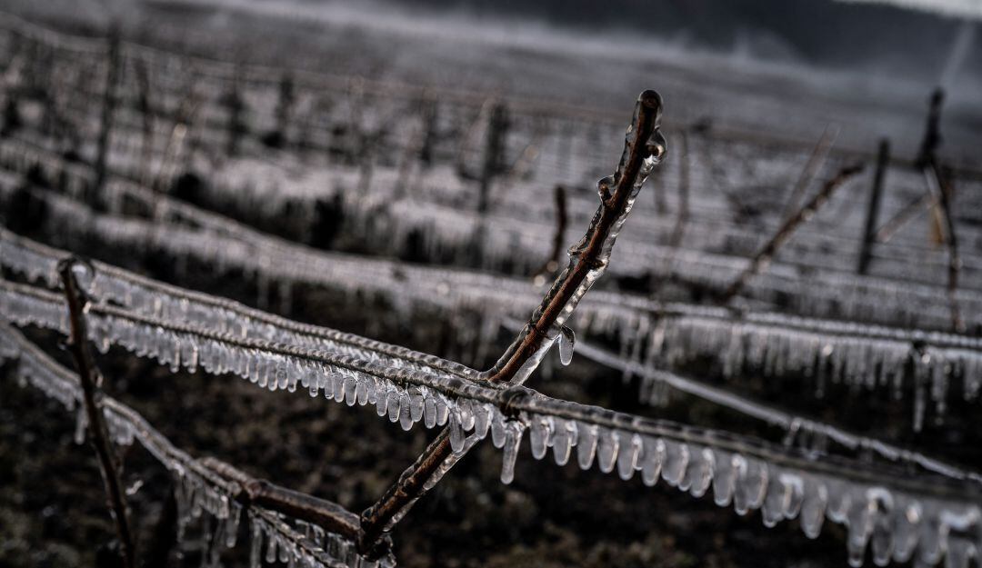 Heladas afectan al sector agrícola en Europa