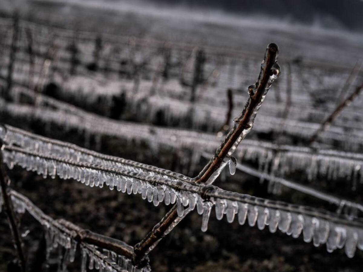 Francia en estado de calamidad agrícola por las heladas