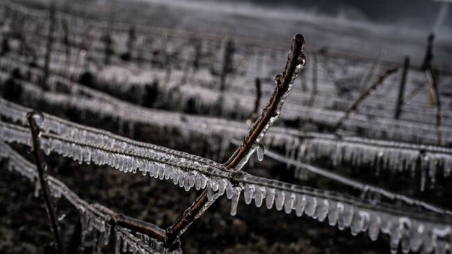Heladas afectan al sector agrícola en Europa