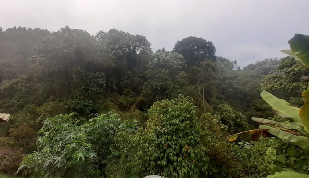 Imagen zona boscosa de Manizales