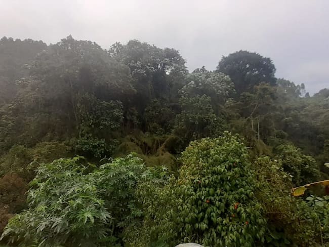 Imagen zona boscosa de Manizales
