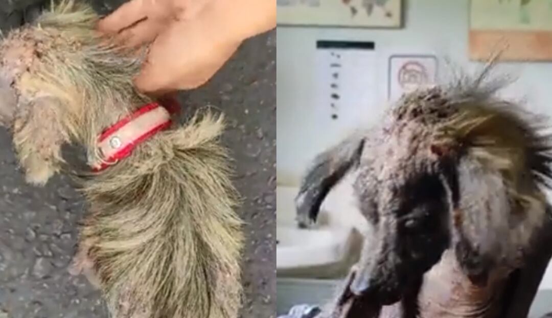 Rescate de perros callejeros