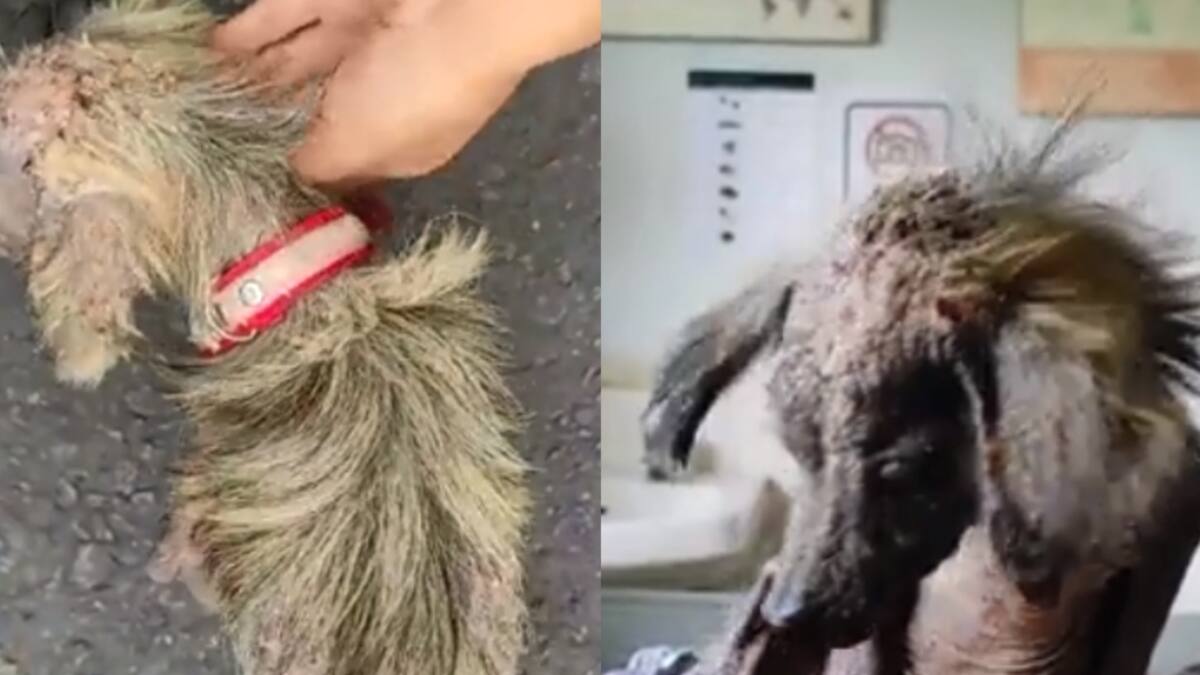 Vea la increible recuperación de un perrito rescatado de la calle