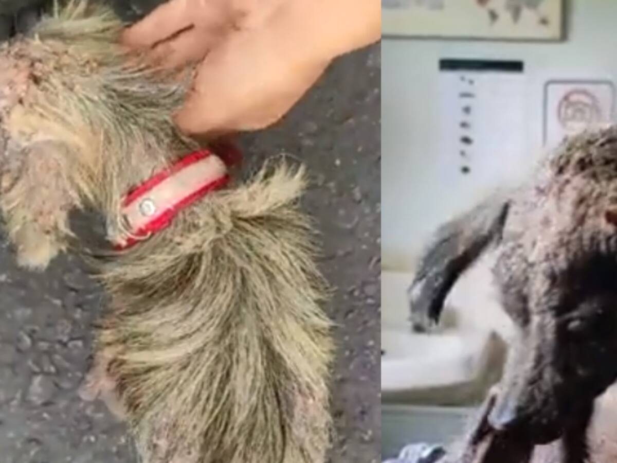 Vea la increible recuperación de un perrito rescatado de la calle