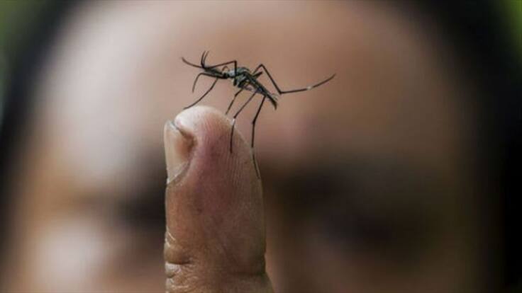 Ministerio de Salud alerta por posible llegada del virus del Zika