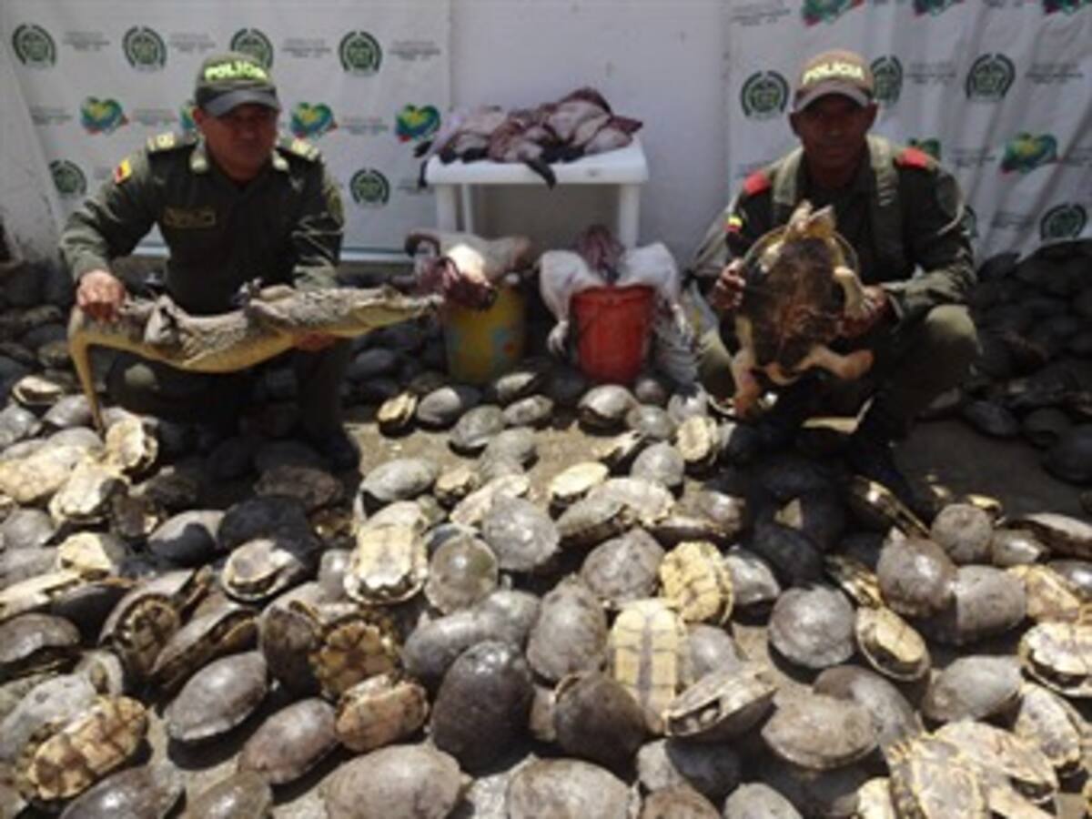 Policía de Bolívar captura a 3 traficantes de especies en vía de extinción