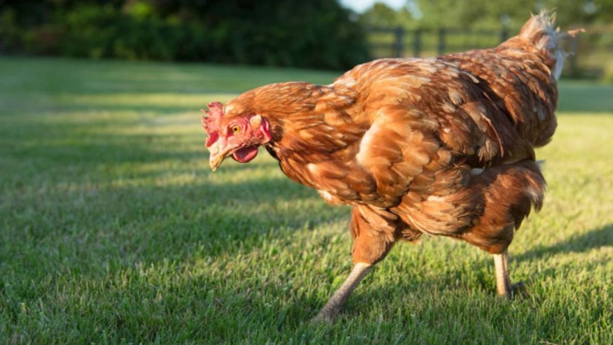 En Santa Marta denuncian que un hombre estaría abusando de varias gallinas