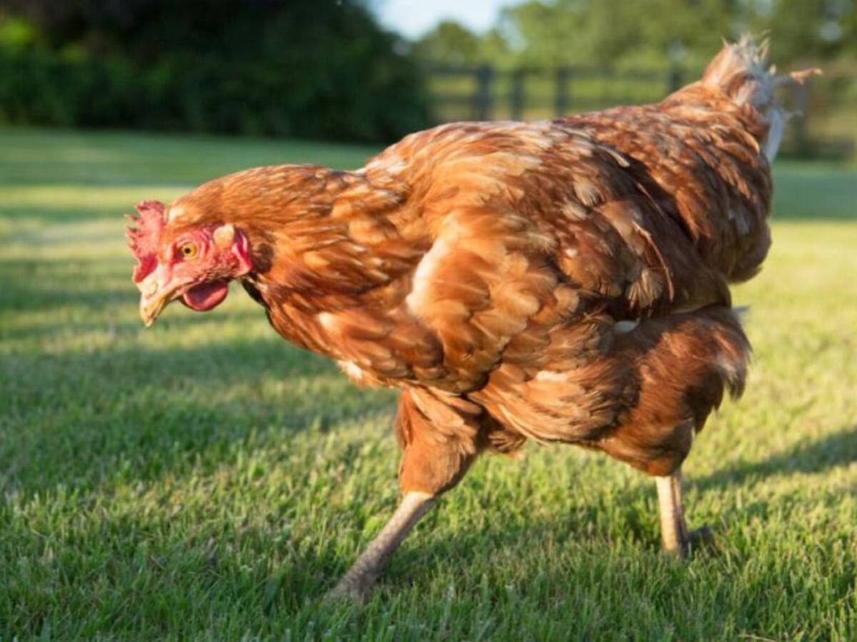 En Santa Marta denuncian que un hombre estaría abusando de varias gallinas