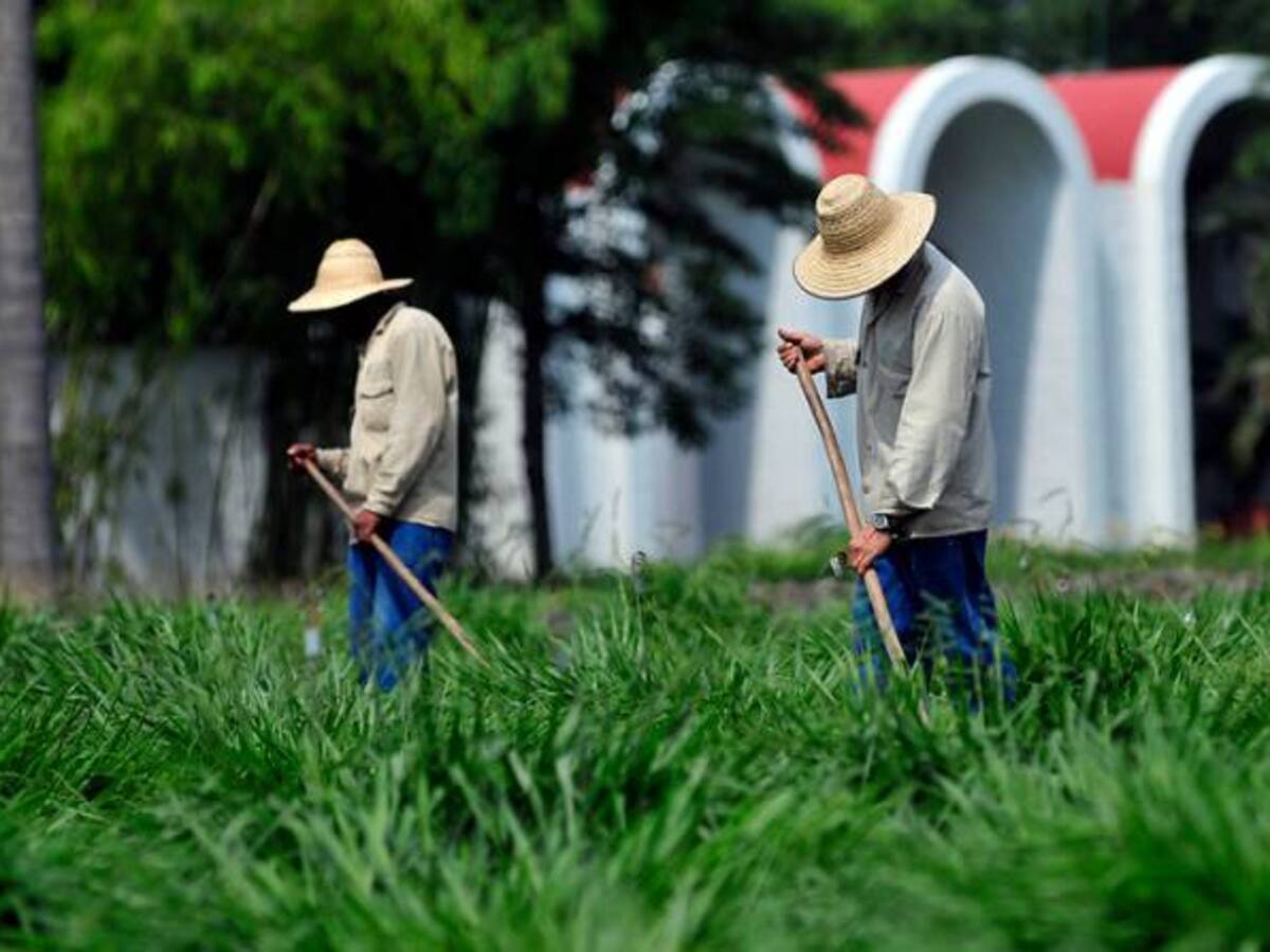 Icetex y Egipto ofrecen becas para el sector agrícola