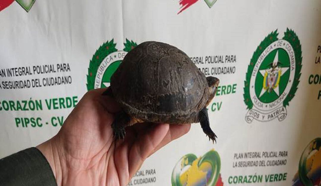 Tortuga recuperada por la Policía de Caldas