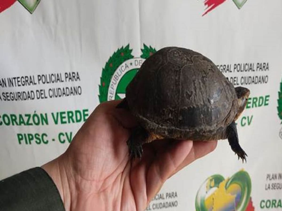 En Caldas Recuperan una tortuga Kisternon declarada en vía de extinción