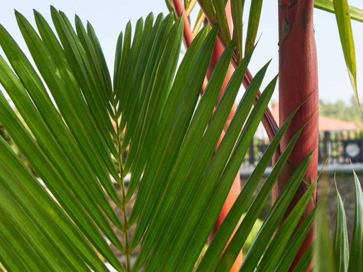 No use la palma de cera en la celebración del Domingo de Ramos