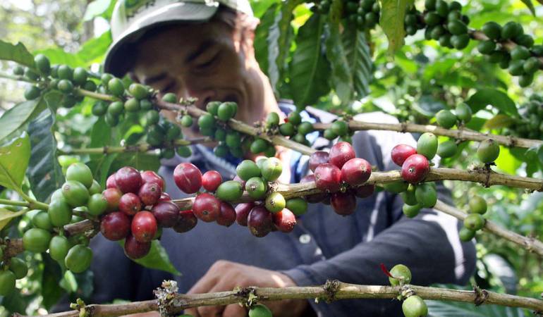 Director ejecutivo del Comité de Cafeteros, Benjamin Pardo llamó a los productores a ahorrar energía