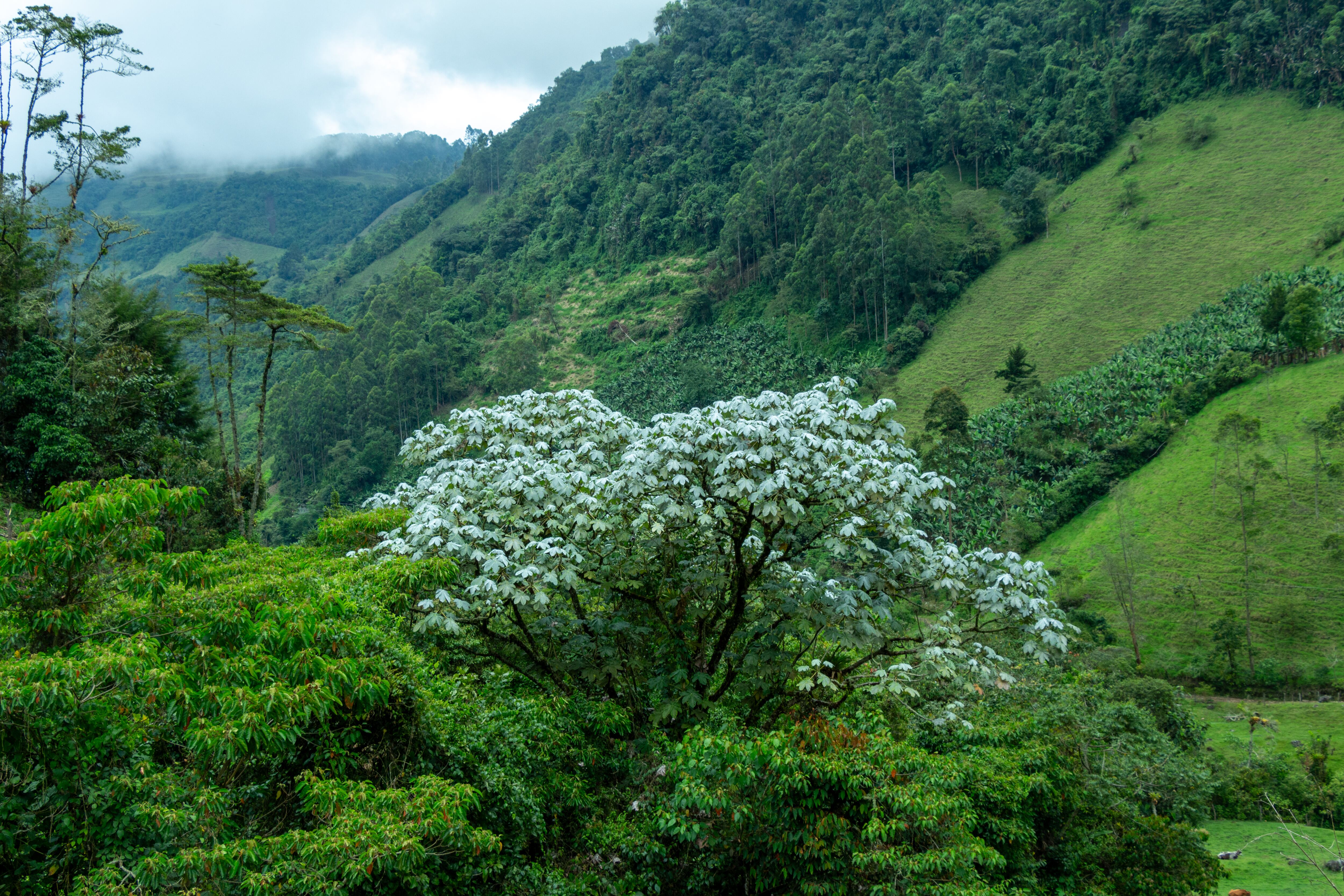 Yarumo blanco, imagen de referencia (Getty Images).
