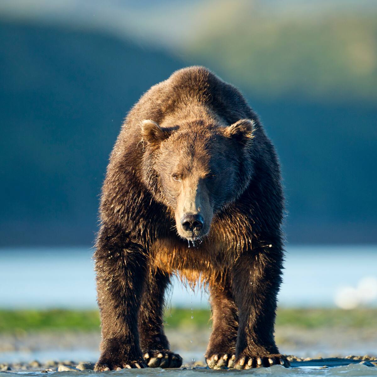Los ataques de osos en Japón alcanzan un récord en 5 años con 196 heridos y 13 muertos