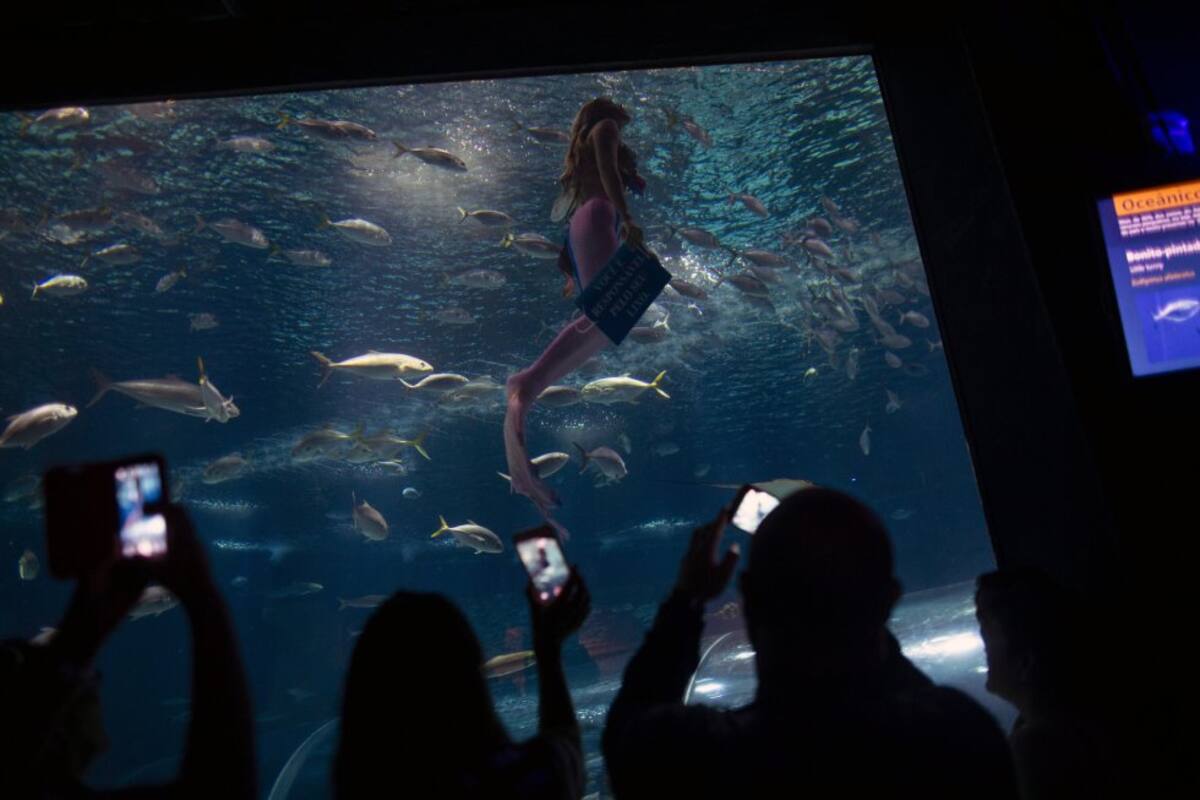 El público no deja de admirar a esta estudiante de biología marina de 21 años