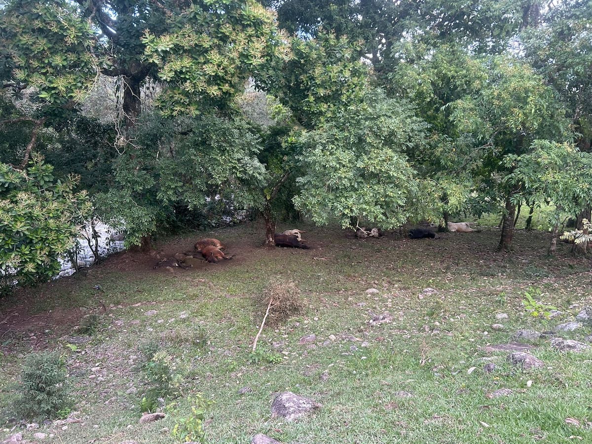 Descartan presencia de Carbón Sintomático en reses muertas en Chaparral, Tolima