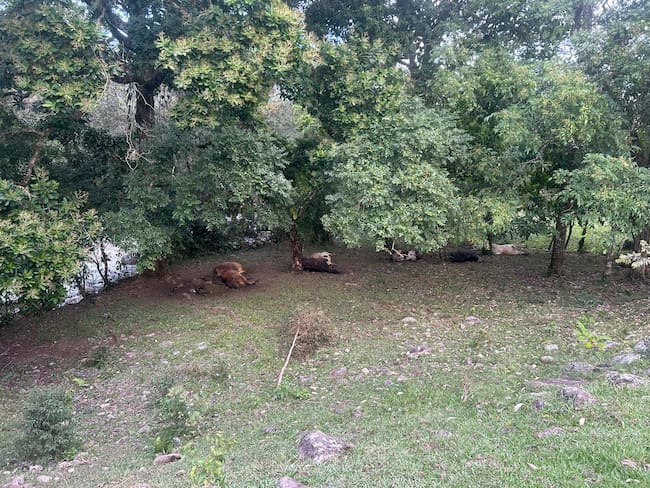 Veinte reses murieron en zona rural del municipio de Chaparral, Tolima
