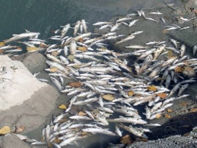 Inusual mortandad de peces en Santa Marta